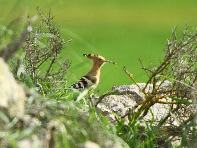 CAMPEANDO POR NAVARRA-EL DISFRUTE