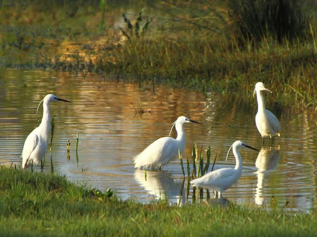 CAMPEANDO POR NAVARRA-EL DISFRUTE
