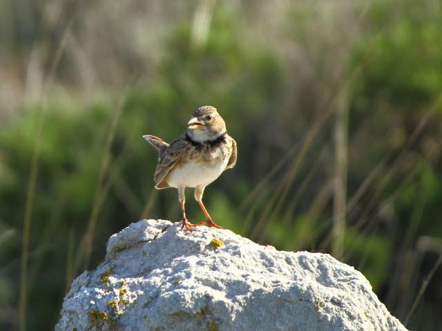 CAMPEANDO POR NAVARRA-EL DISFRUTE