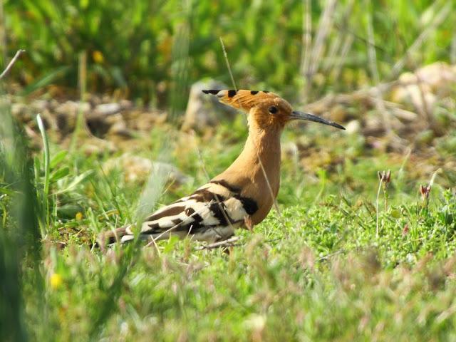 CAMPEANDO POR NAVARRA-EL DISFRUTE