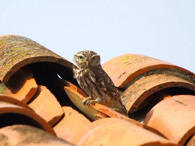 CAMPEANDO POR NAVARRA-EL DISFRUTE