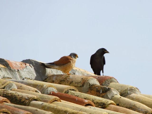 CAMPEANDO POR NAVARRA-EL DISFRUTE