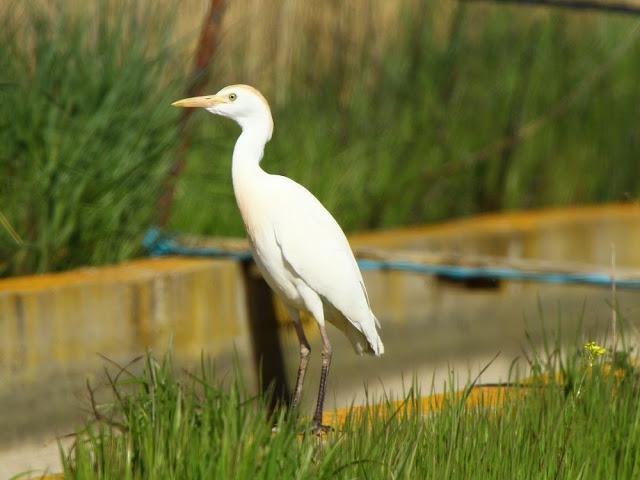 CAMPEANDO POR NAVARRA-EL DISFRUTE