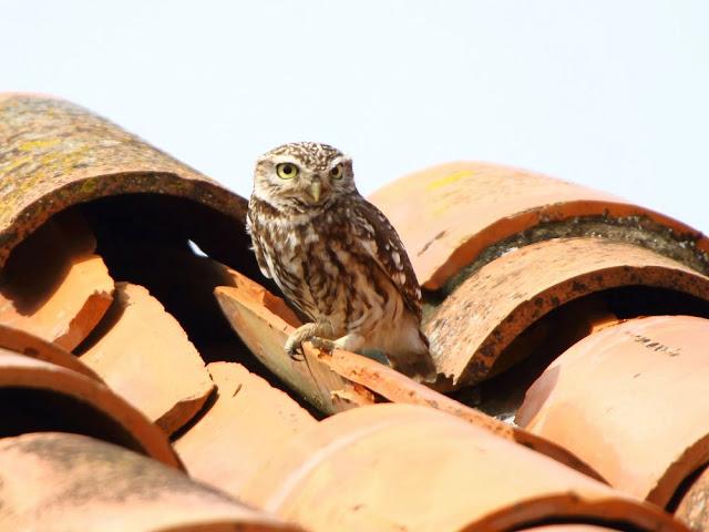 CAMPEANDO POR NAVARRA-EL DISFRUTE