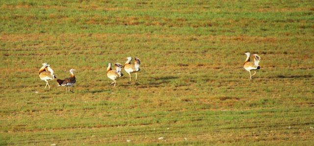 CAMPEANDO POR NAVARRA-EL DISFRUTE