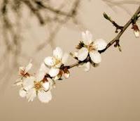 el árbol del alma mía - Rimas