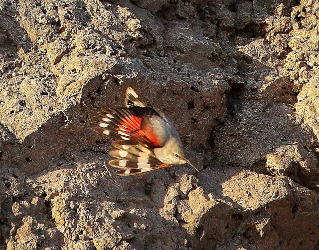 TREPARRISCOS, Tierra, mar y aire