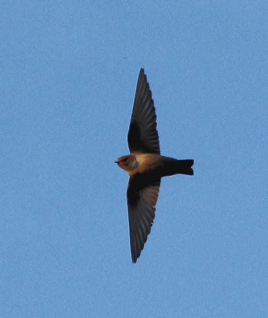 TREPARRISCOS, Tierra, mar y aire