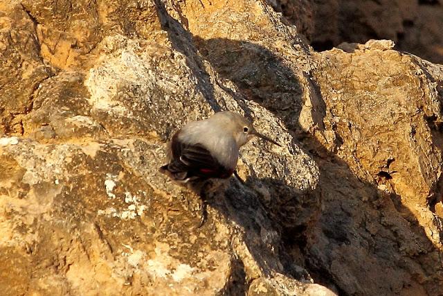 TREPARRISCOS, Tierra, mar y aire