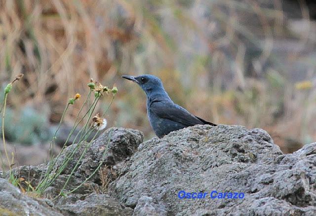 TREPARRISCOS, Tierra, mar y aire