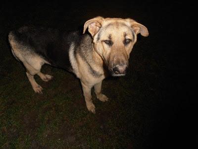 Pastor alemán en la calle. (Jaen)