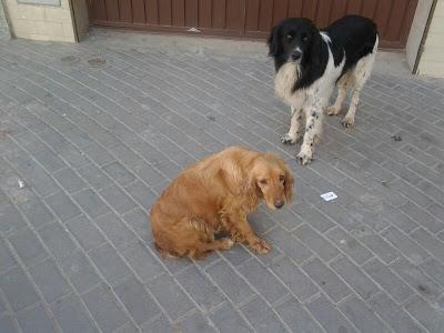 Cocker preñadísima en un pueblo de Badajoz.