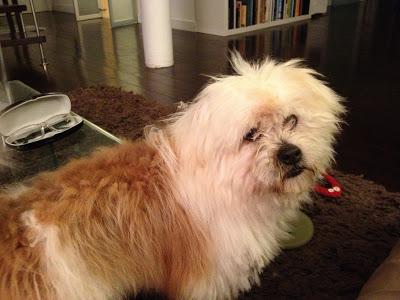 MUY URGENTE ENCONTRARLE ACOGIDA O ADOPCIÓN A NUESTRO PRECIOSO DANKO!!!! SOS PERRERA BADAJOZ.