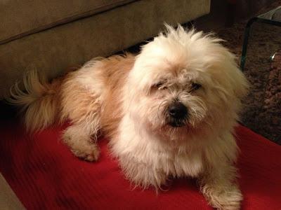 MUY URGENTE ENCONTRARLE ACOGIDA O ADOPCIÓN A NUESTRO PRECIOSO DANKO!!!! SOS PERRERA BADAJOZ.