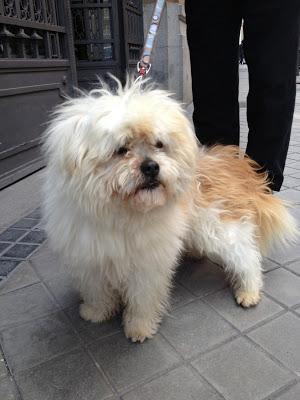 MUY URGENTE ENCONTRARLE ACOGIDA O ADOPCIÓN A NUESTRO PRECIOSO DANKO!!!! SOS PERRERA BADAJOZ.