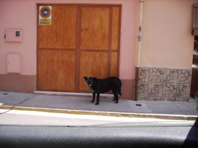 Durante un año deambulando sola por la calle. (Valencia) ACOGIDA POR CARIDAD!!
