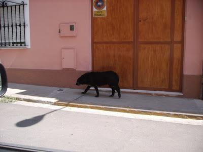 Durante un año deambulando sola por la calle. (Valencia) ACOGIDA POR CARIDAD!!