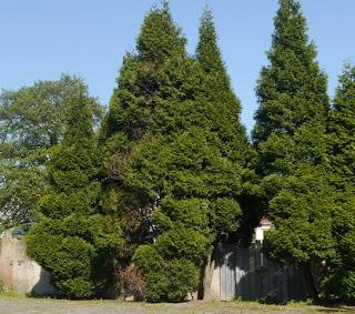 Los verdecillos inician su cría