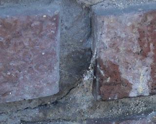 Los verdecillos inician su cría