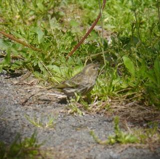 Los verdecillos inician su cría