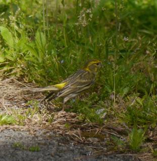 Los verdecillos inician su cría