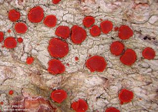 Talleres Pre-Congreso GLAL XI