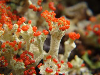 Talleres Pre-Congreso GLAL XI