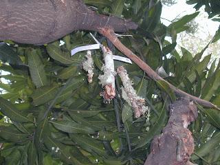 Talleres Pre-Congreso GLAL XI