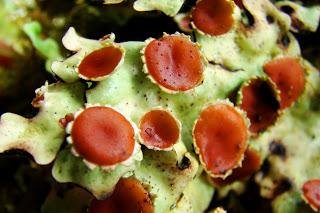 Talleres Pre-Congreso GLAL XI