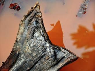 Romerías de arte y fotografías