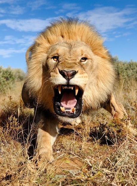 león, amenaza, miedo