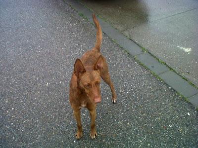 FREEDOG LLEVA MÁS DE 6 MESES EN LA CALLE... YA LE TOCA NO???