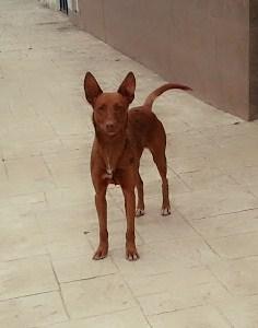 FREEDOG LLEVA MÁS DE 6 MESES EN LA CALLE... YA LE TOCA NO???