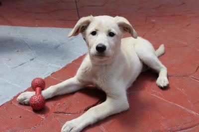 BELKA, PRECIOSA DE TRES MESES, ¡Guapa, guapa, guapa!‏