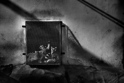 Muestra recoge las fotografías premiadas en el World Press Photo 2013 The Cage / Xiaoqun Zheng