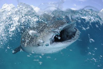 Muestra recoge las fotografías premiadas en el World Press Photo 2013 Whale Sharks / Thomas P. Peschak