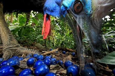 Muestra recoge las fotografías premiadas en el World Press Photo 2013 Southern Cassowary / Christian Ziegler