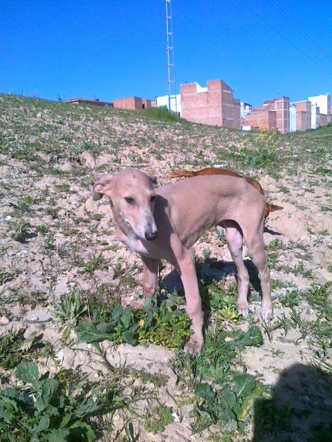 Mafalda, galguita de 3 meses con problema en una patita en manos de un cazador - El Arca de Noé de Córdoba.