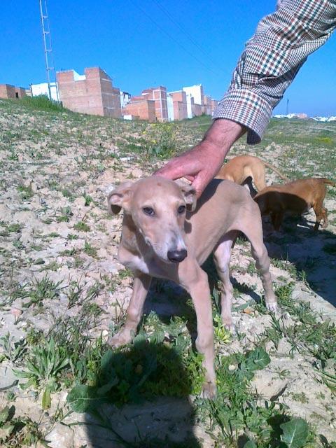 Mafalda, galguita de 3 meses con problema en una patita en manos de un cazador - El Arca de Noé de Córdoba.