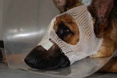 VALIENTE, HACE HONOR A SU NOMBRE !!! ACTUALIZACIÓN...