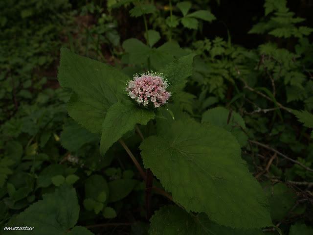 los molinos del rio profundo