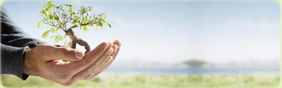 reforestacion