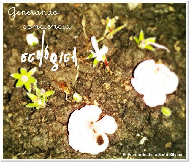 Escuela Verde y Florida