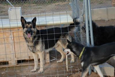 SULTÁN, 3 años, pastor alemán, en adopción‏.