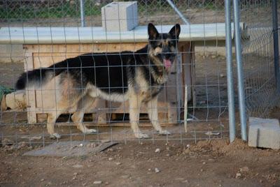 SULTÁN, 3 años, pastor alemán, en adopción‏.
