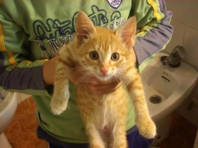 Legolas y Dartañan, gatitos rescatados de una gasolinera (Murcia)‏