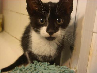 Legolas y Dartañan, gatitos rescatados de una gasolinera (Murcia)‏