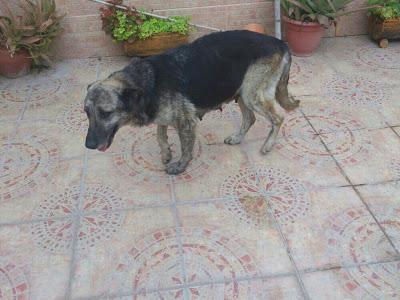 Madre y cachorros abandonados.