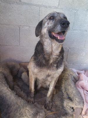 Madre y cachorros abandonados.