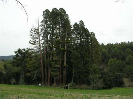 Localizaciones - El bosque de Endor - En busca de las Secuoyas en España Localizaciones - El bosque de Endor - En busca de las Secuoyas en España